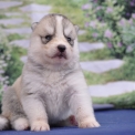 Adoption chiot Husky Sibérien au prix de 1200 €
