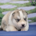 Adoption chiot Husky Sibérien au prix de 1200 €