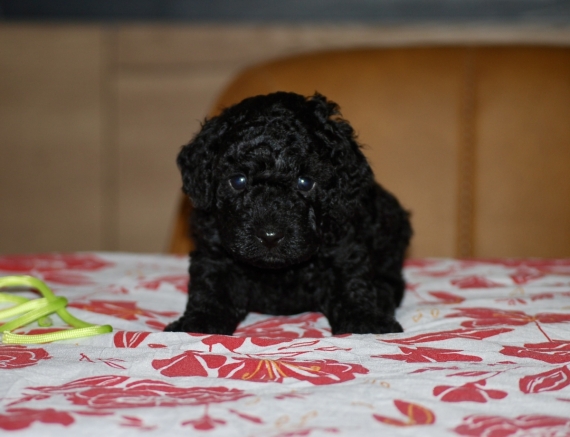 Petit mâle Caniche né le 25/07/2026 est proposé – vendu 1300 €.