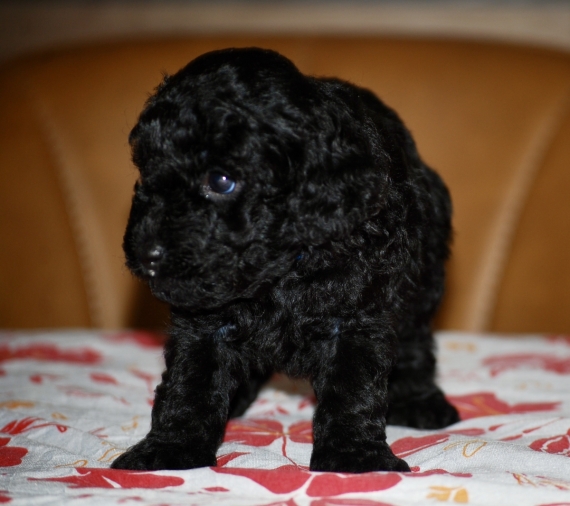 Petit mâle Caniche né le 25/07/2026 est proposé – vendu 1300 €.