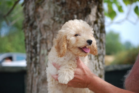 Petit mâle Caniche né le 02/05/2026 est proposé – vendu 1200 €.