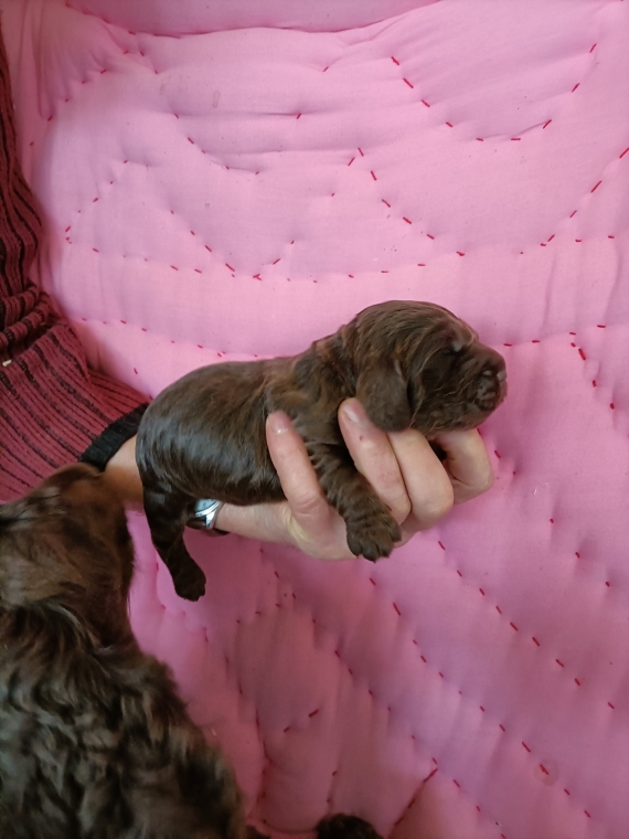 Petite femelle Cocker Anglais (Spaniel) n�e le 08/08/2026 est propos�e � vendue 1600 �.