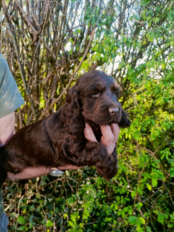 Petite femelle Cocker Anglais (Spaniel) n�e le 11/06/2026 est propos�e � vendue 1600 �.