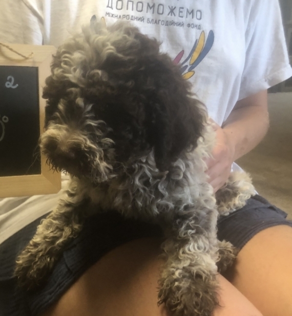 Petit mâle Chien d'eau Romagnol né le 05/06/2026 est proposé – vendu 1800 €.