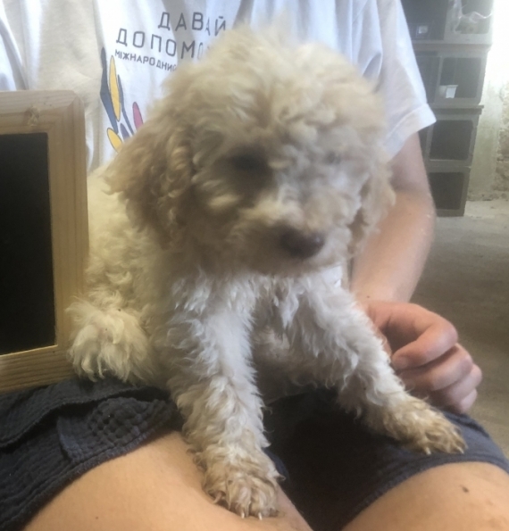 Petite femelle Chien d'eau Romagnol née le 12/06/2026 est proposée – vendue 2200 €.