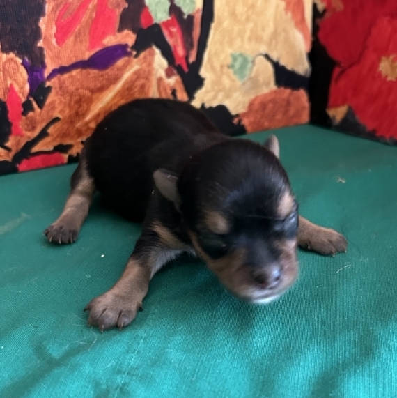Petit mâle Yorkshire Terrier né le 11/08/2026 est proposé – vendu 1700 €.