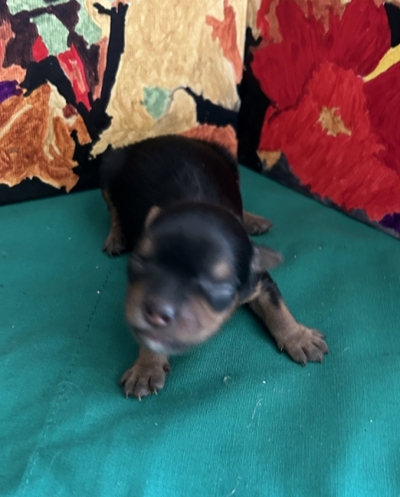 Petit mâle Yorkshire Terrier né le 11/08/2026 est proposé – vendu 1700 €.