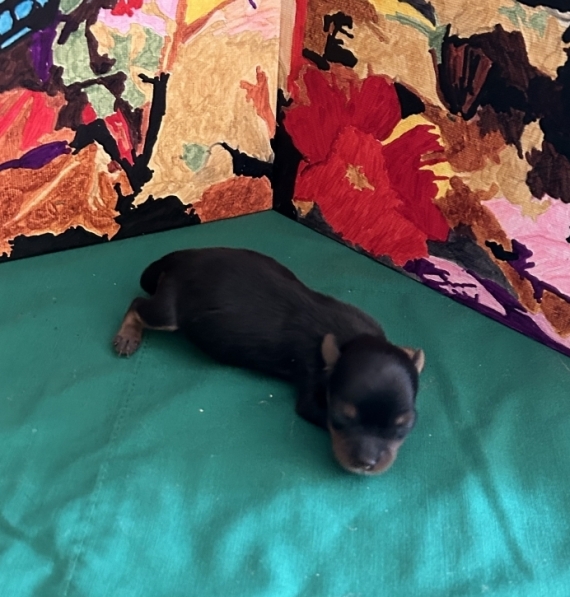 Petite femelle Yorkshire Terrier née le 11/08/2026 est proposée – vendue 1800 €.