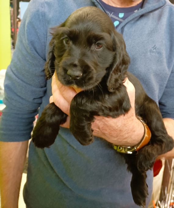 Petit m�le Cocker Anglais (Spaniel) n� le 14/07/2026 est propos� � vendu 1500 �.