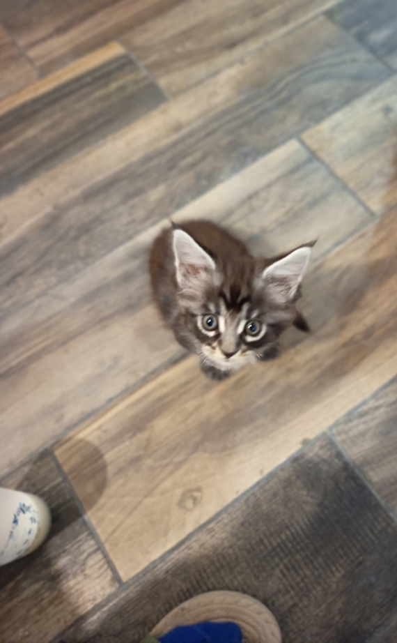 Petite femelle Maine Coon née le 03/06/2026 est proposée – vendue 950 €.