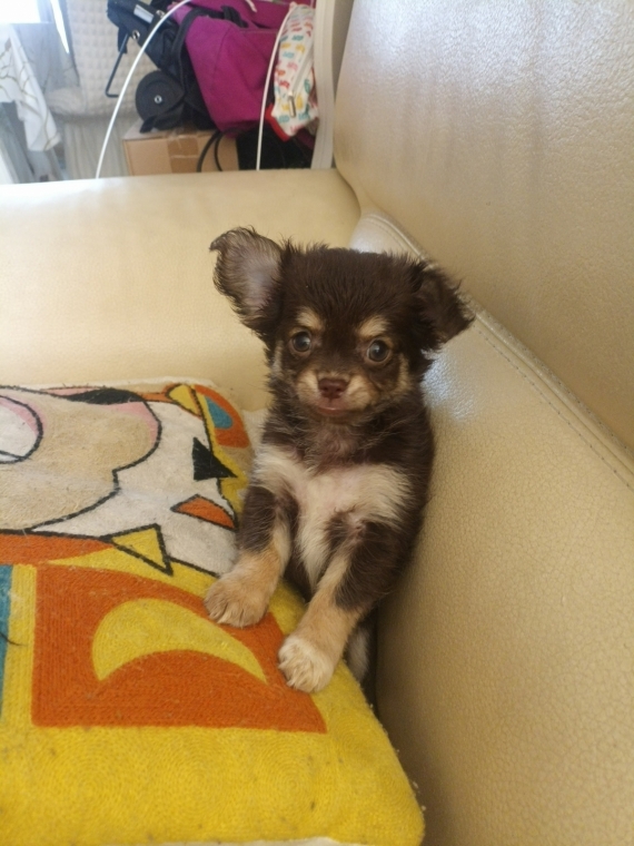 Petite femelle Chihuahua née le 02/06/2026 est proposée – vendue 1300 €.