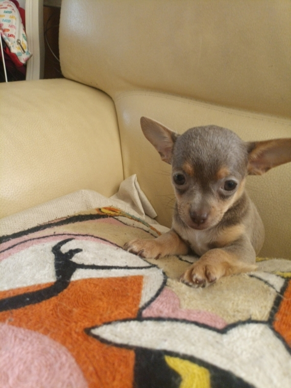 Petite femelle Chihuahua née le 02/06/2026 est proposée – vendue 1300 €.