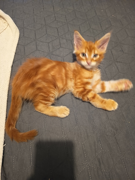 Petit mâle Maine Coon né le 03/06/2026 est proposé – vendu 900 €.