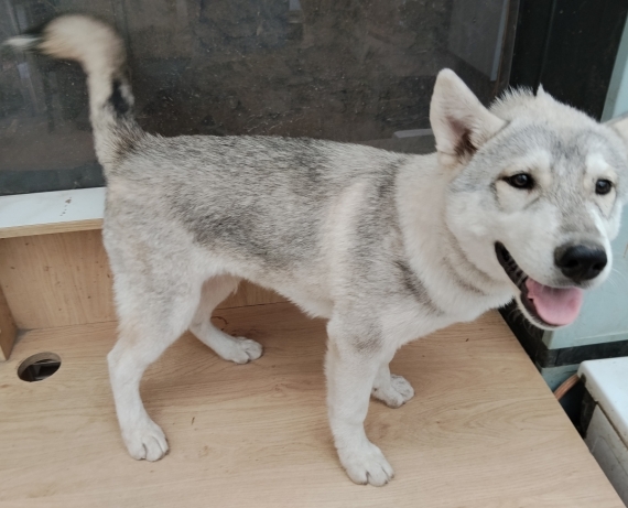 Petit mâle Husky Sibérien né le 30/03/2026 est proposé – vendu 650 €.