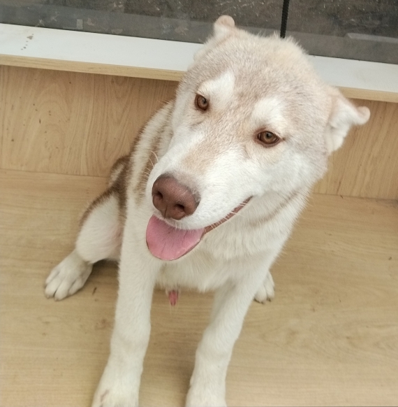 Petit mâle Husky Sibérien né le 30/03/2026 est proposé – vendu 650 €.