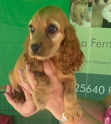 Petite femelle Cocker Anglais (Spaniel) née le 25/05/2026 est proposée – vendue 1700 €.