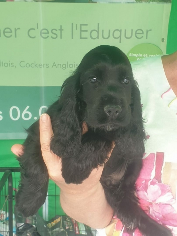 Petit m�le Cocker Anglais (Spaniel) n� le 11/06/2026 est propos� � vendu 1500 �.