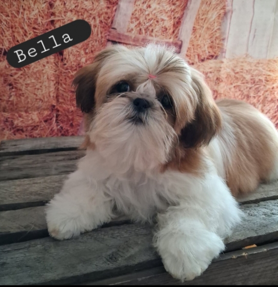 Petite femelle Shih Tzu née le 08/03/2026 est proposée – vendue 1860 €.