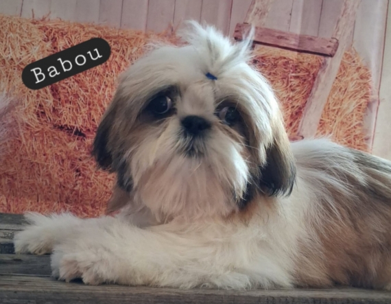 Petit mâle Shih Tzu né le 08/03/2026 est proposé – vendu 1460 €.