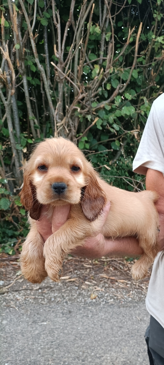 Petite femelle Cocker Anglais (Spaniel) n�e le 11/06/2026 est propos�e � vendue 1700 �.
