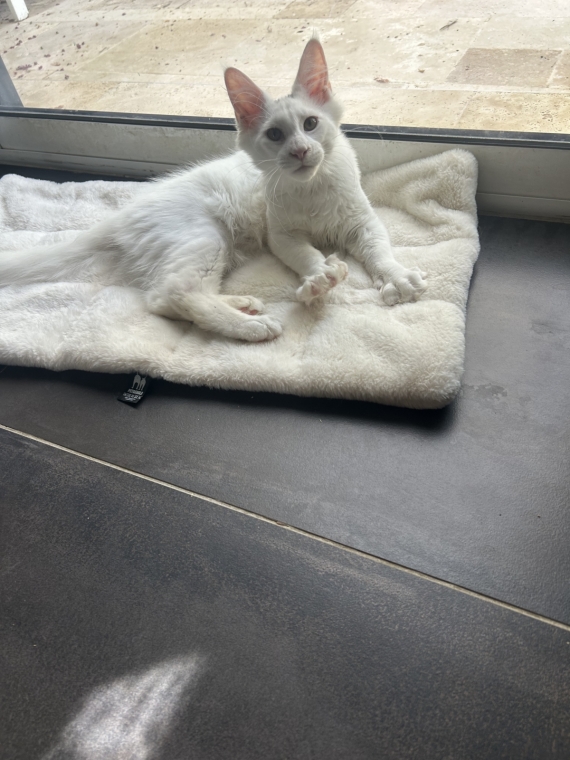 Petit mâle Maine Coon né le 02/04/2026 est proposé – vendu 990 €.