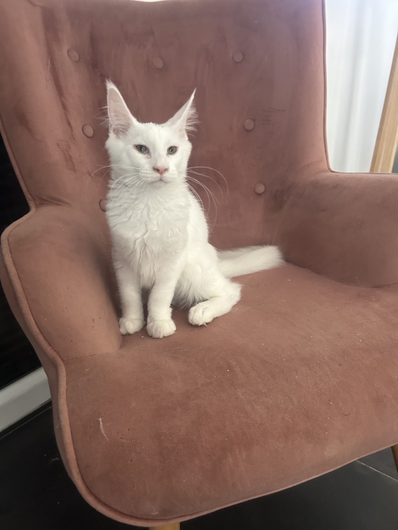 Petite femelle Maine Coon née le 02/04/2026 est proposée – vendue 990 €.