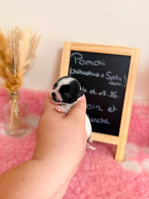 Petite femelle Chihuahua née le 04/08/2026 est proposée – vendue 1110 €.