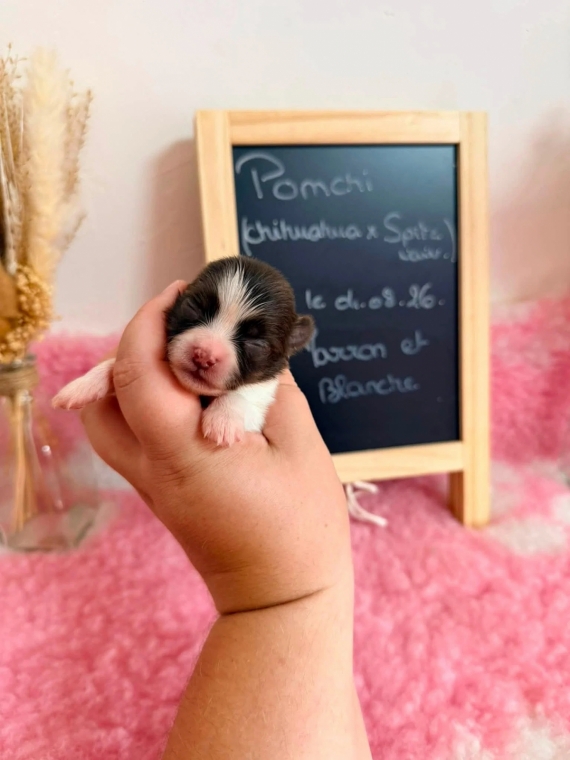 Petite femelle Chihuahua née le 04/08/2026 est proposée – vendue 1110 €.