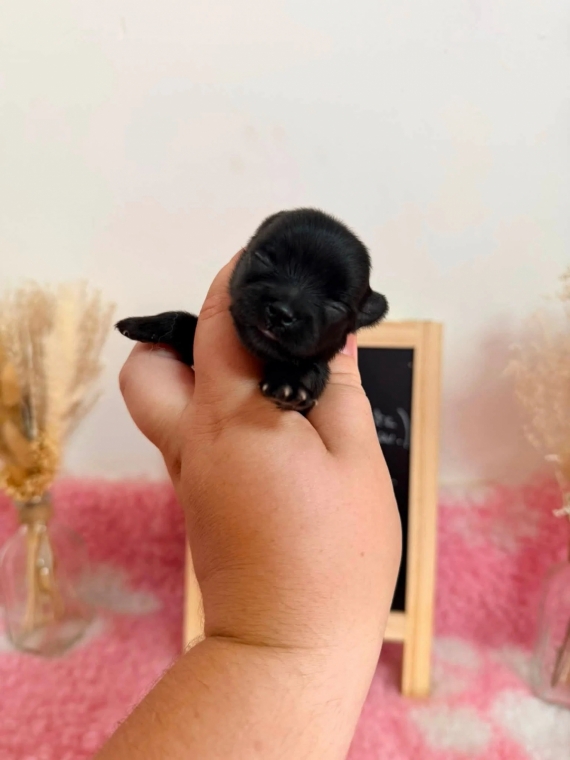 Petite femelle Chihuahua née le 04/08/2026 est proposée – vendue 1110 €.