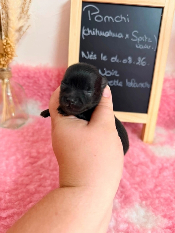 Petite femelle Chihuahua née le 04/08/2026 est proposée – vendue 1110 €.