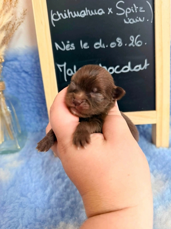 Petit mâle Chihuahua né le 04/08/2026 est proposé – vendu 1060 €.