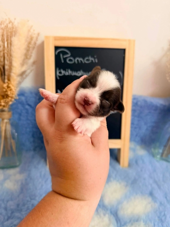 Petit mâle Chihuahua né le 04/08/2026 est proposé – vendu 1060 €.