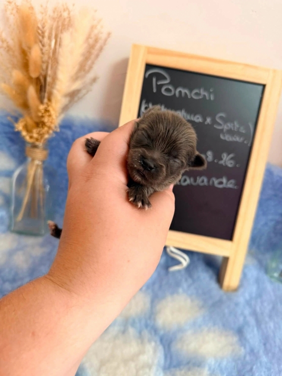 Petit mâle Chihuahua né le 04/08/2026 est proposé – vendu 1110 €.