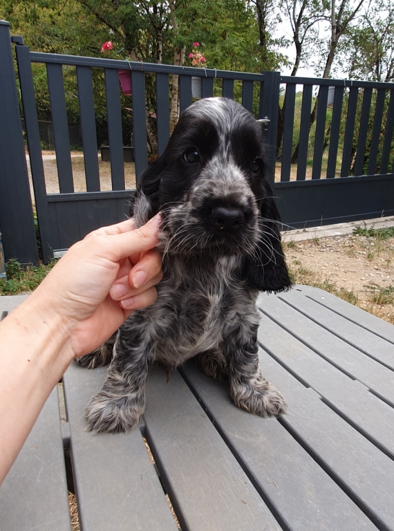 Petit mâle Cocker Anglais (Spaniel) né le 06/06/2026 est proposé – vendu 1600 €.