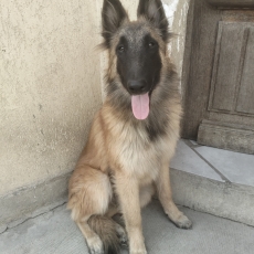 Acheter Tervueren bébé pour 750 €