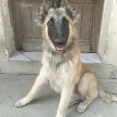 Tervueren chiot vendu 750 €