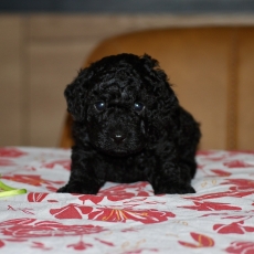 Chiot Caniche Nain à vendre au prix de 1300 € vacciné et identifié.