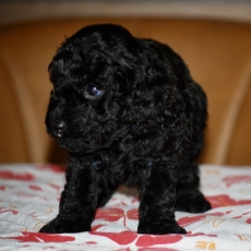 Chiot d'apparence de race Caniche Nain à adopter.