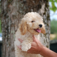Chiot Caniche Nain � vendre au prix de 1200 � vaccin� et identifi�.