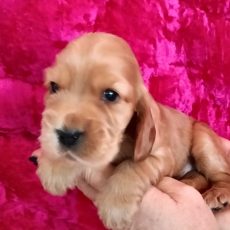 Adoption chiot Cocker Anglais Spaniel au prix de 1700 €
