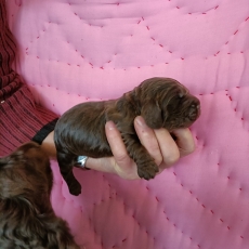 Chiot d'apparence de race Cocker Anglais Spaniel � adopter.