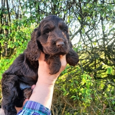 Chiot d'apparence de race Cocker Anglais Spaniel � adopter.