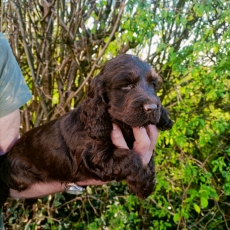 Chiot d'apparence de race Cocker Anglais Spaniel � adopter.
