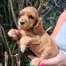 Chiot d'apparence de race Cocker Anglais Spaniel � adopter.