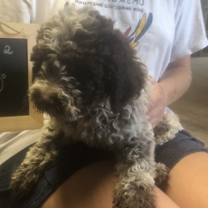 Ce petite mâle Lagotto romagnolo proposé à l'achat est né le 05/06/2026.