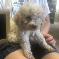 Chiot Lagotto romagnolo à adopter au prix de 2200 €