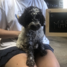 Chiot Lagotto romagnolo à adopter au prix de 1800 €