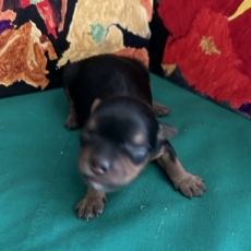 Acheter Yorkshire Terrier bébé pour 1700 €
