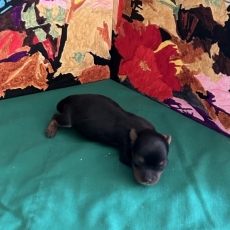 Yorkshire Terrier chiot vendu 1800 €