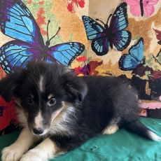 Colley Shetland chiot vendu 950 €